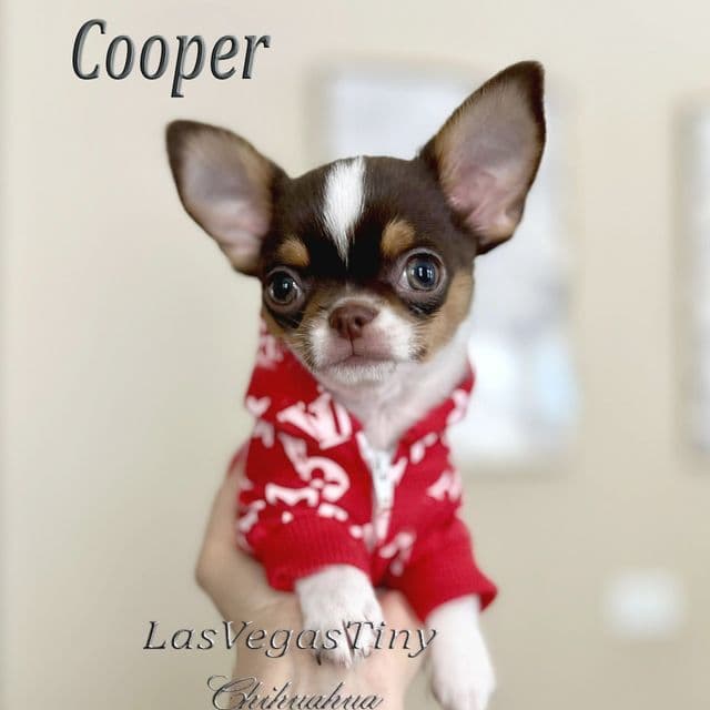 Cooper - Chihuahua Male