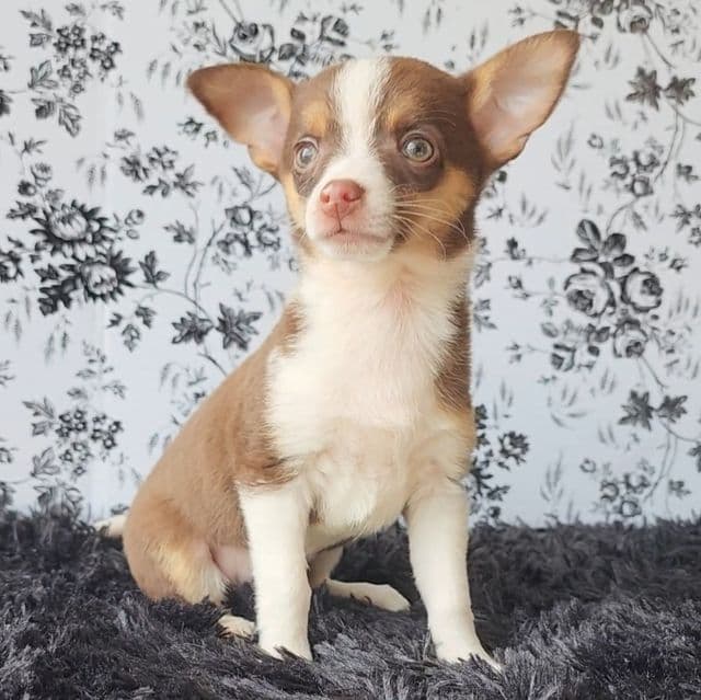 Choco - Chihuahua Male