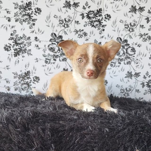 Pablo - Chihuahua Male