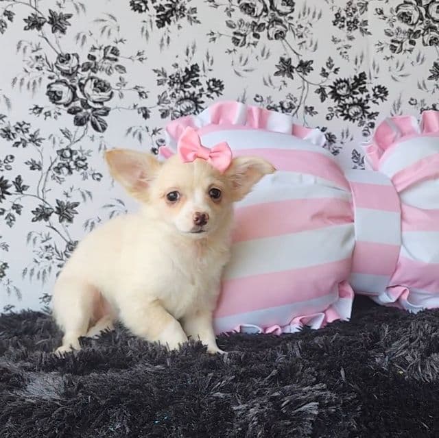 Piper - Chihuahua Female