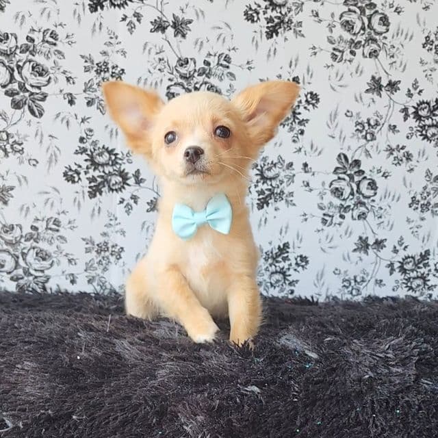 Alvin - Chihuahua Male