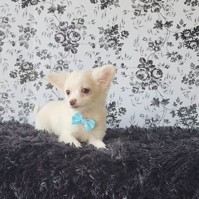 Bean - Chihuahua Male