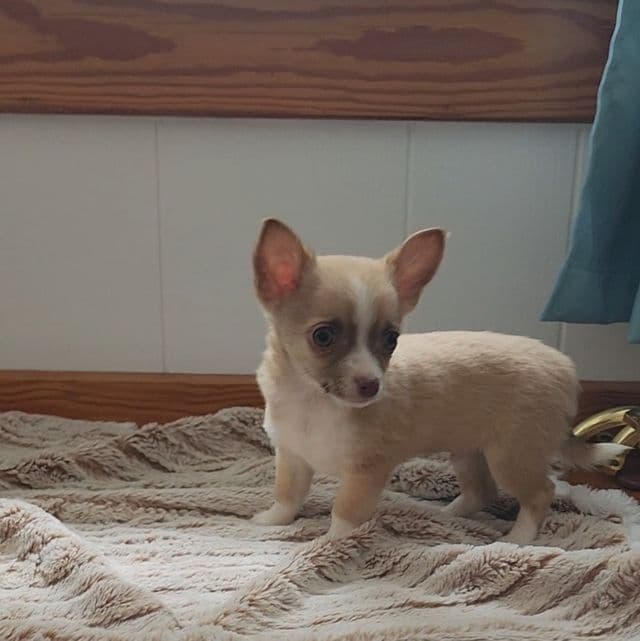 Taco - Chihuahua Male