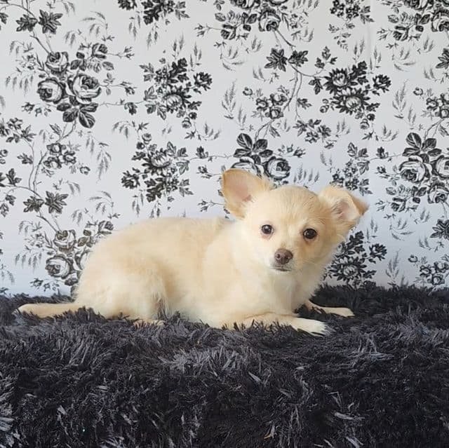 Chance - Chihuahua Male