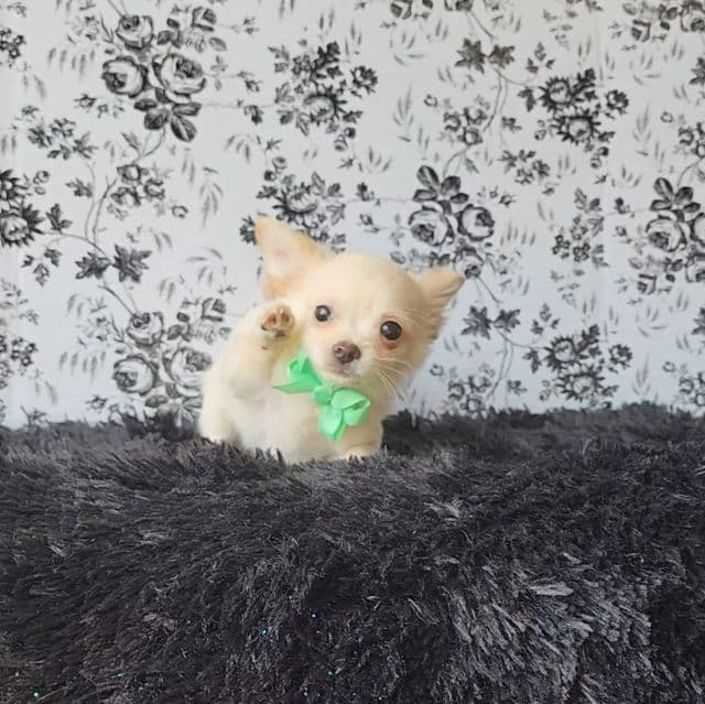 Chico - Chihuahua Male