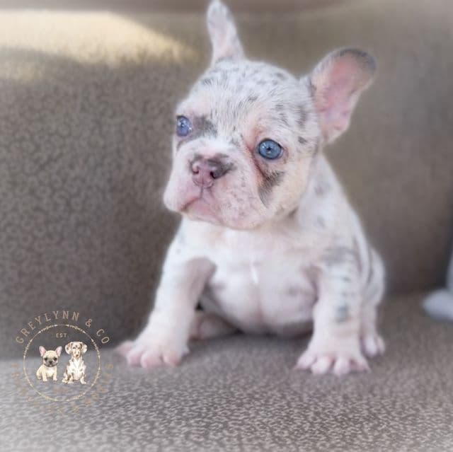Sage - French Bulldog Female