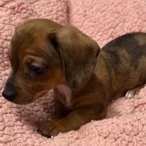 Delta - Dachshund Female