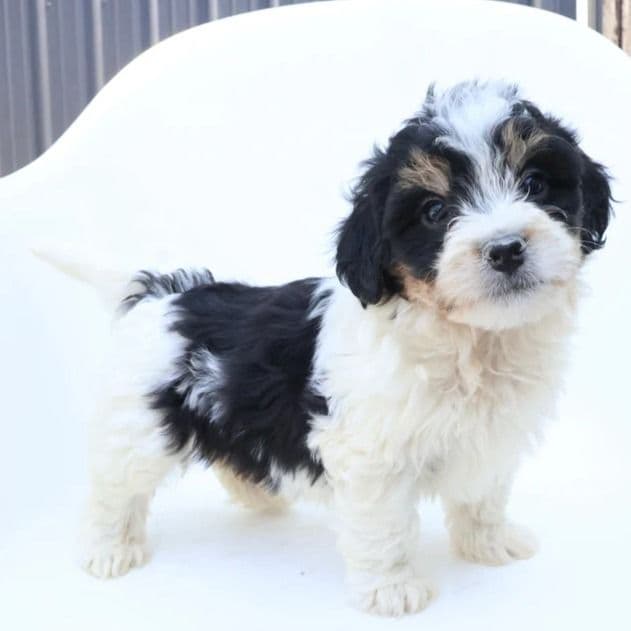 Colin - Bernedoodle Male