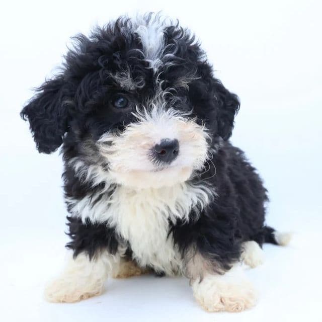 Stefan - Bernedoodle Male