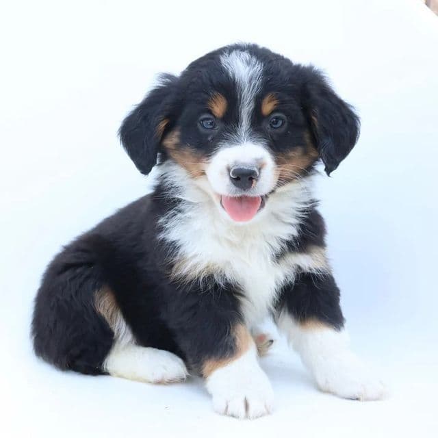 Edward - Bernedoodle Male