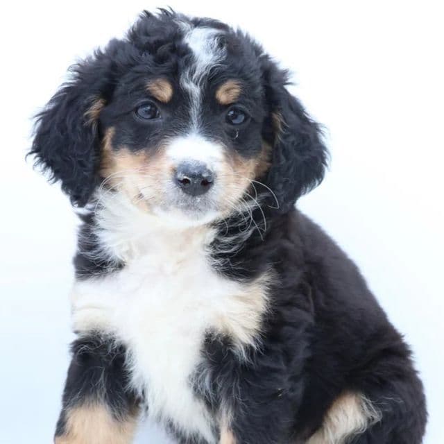 Sarah - Bernedoodle Female
