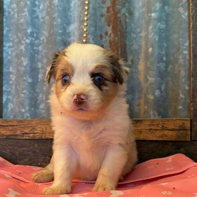 Zero - Australian Shepherd Female