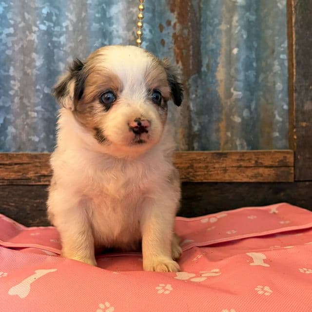 Milky way - Australian Shepherd Female