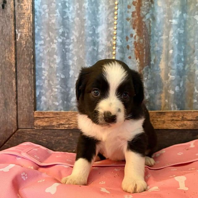 Mounds - Australian Shepherd Male