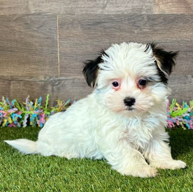 Madie - Maltipoo Female