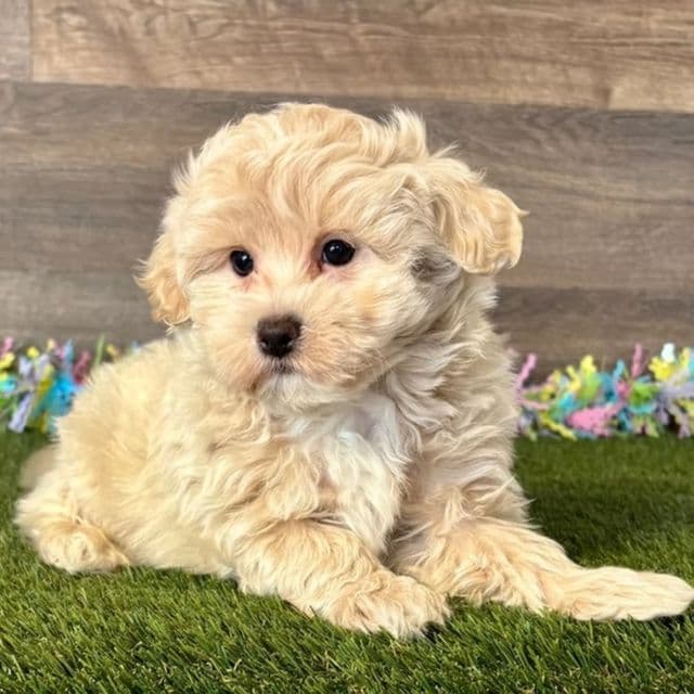 Myron - Maltipoo Male