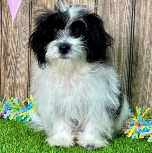 Mya - Maltipoo Female