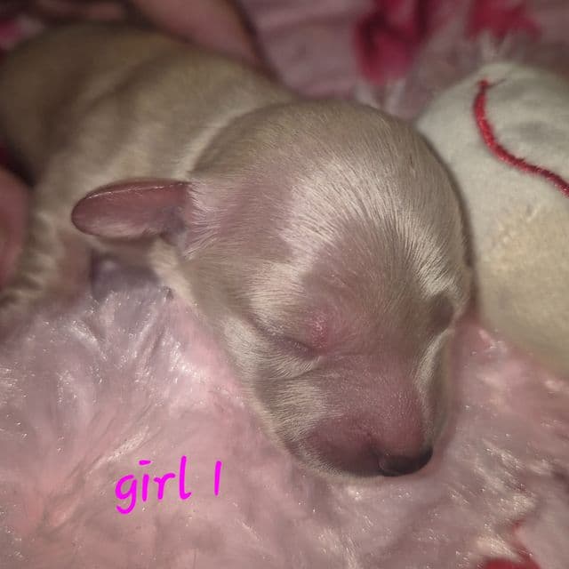 cream girl 1 - Dachshund Female