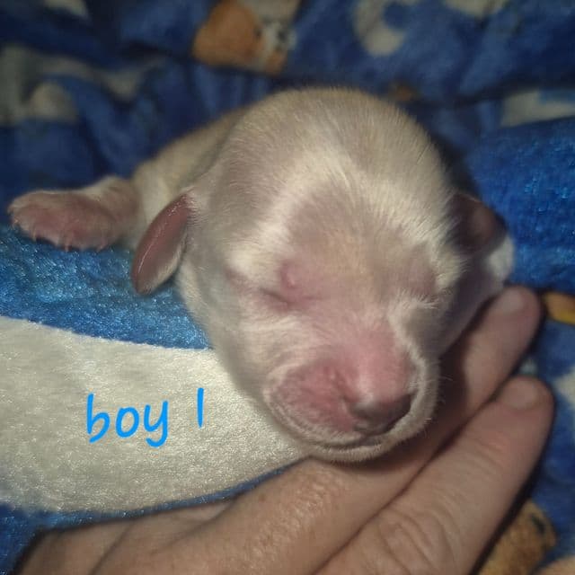 cream boy 1 - Dachshund Male