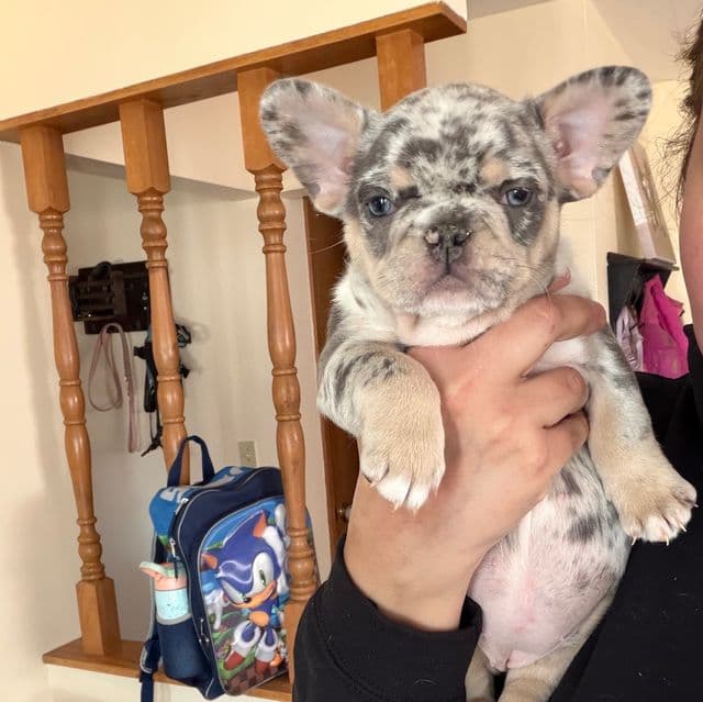 Chanel - French Bulldog Female