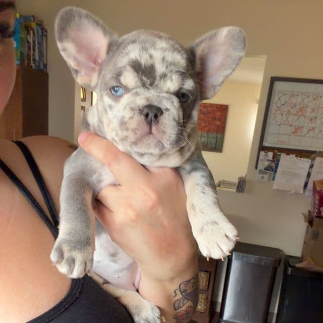 Dior - French Bulldog Female