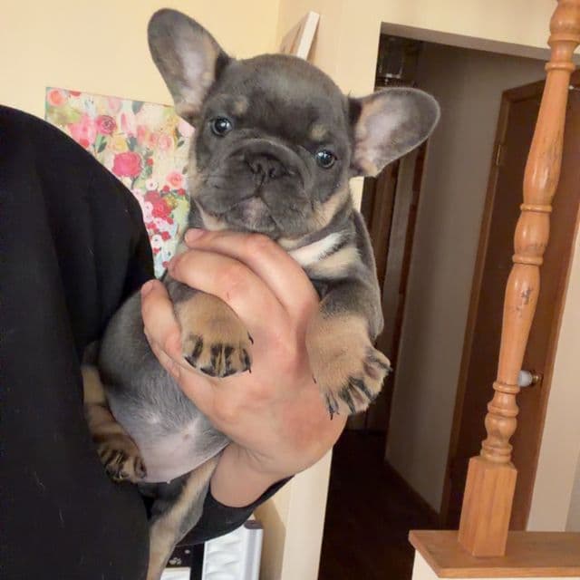 Luna - French Bulldog Female