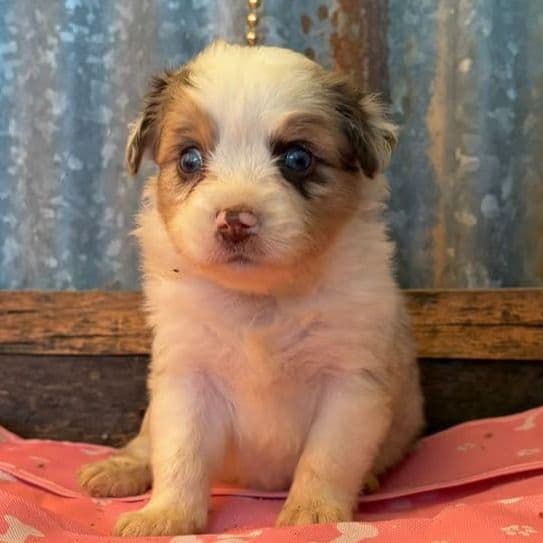 Zero - Australian Shepherd Female