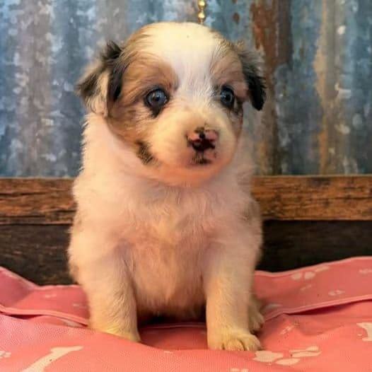 Milky way - Australian Shepherd Female