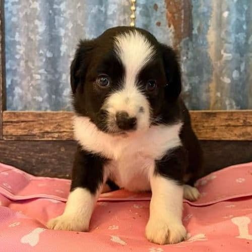 Mounds - Australian Shepherd Male