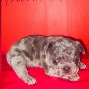 Female 1 - French Bulldog Female