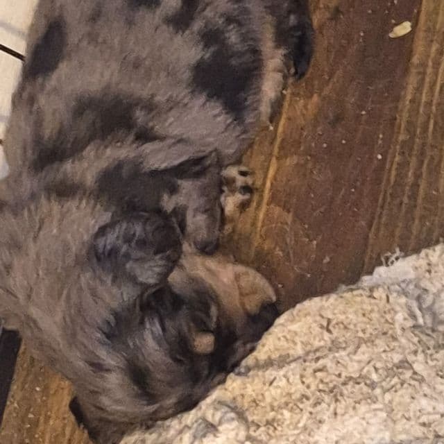 Dark dapple boy - Dachshund Male