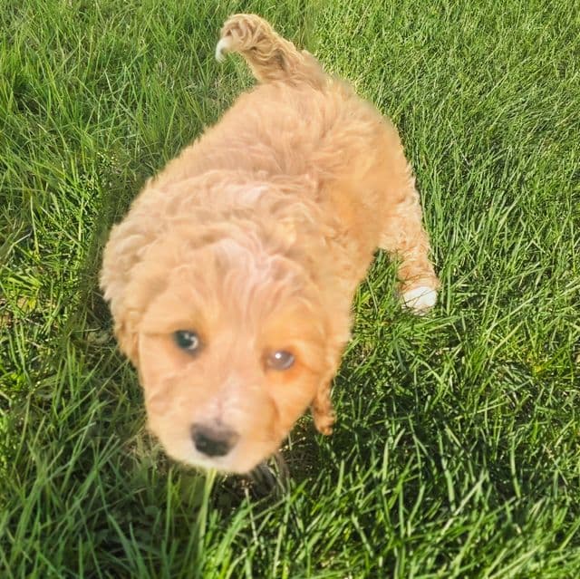 Mae - Bernedoodle Female