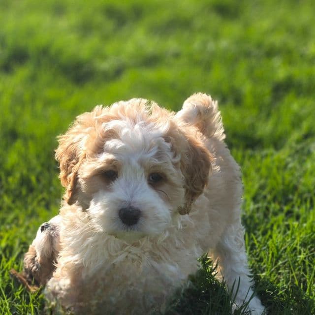 Chia - Bernedoodle Female