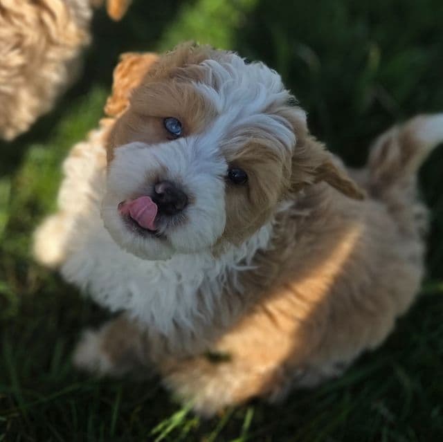 Arrow - Bernedoodle Male