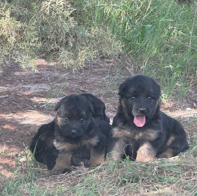 Female 1 - German Shepherd Dog Female