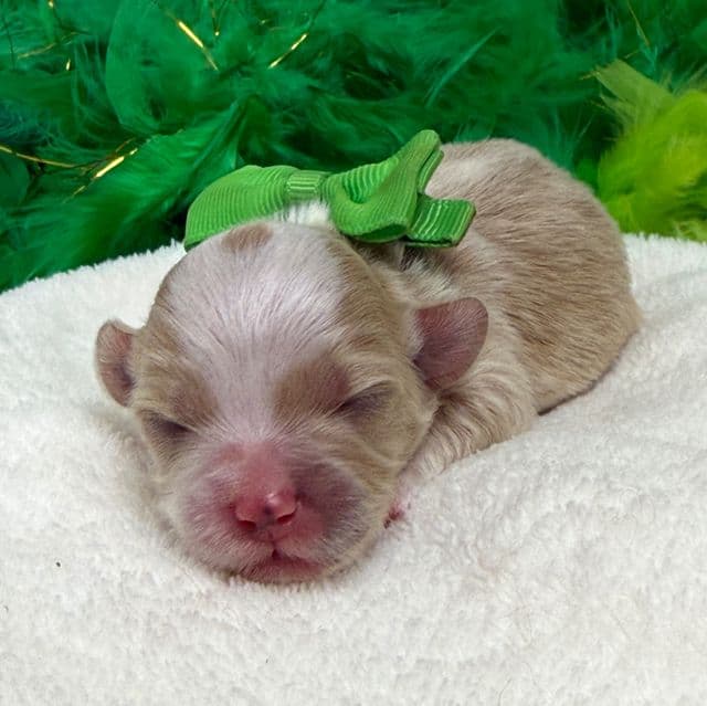 Willow’s Green Boy - Maltipoo Male