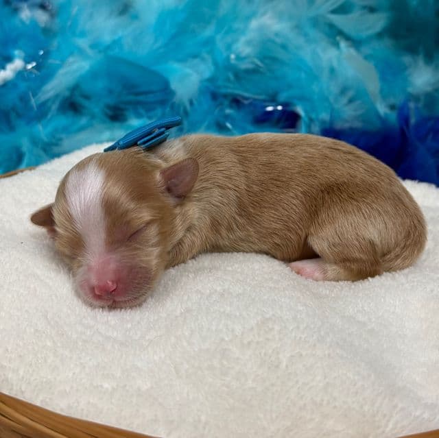 Willow’s Blue Boy - Maltipoo Male