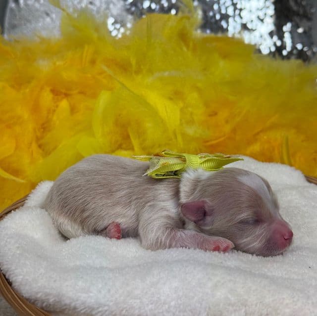 Willow’s Yellow Boy - Maltipoo Male