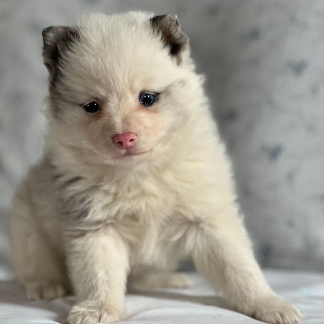 Taco - Pomeranian Male