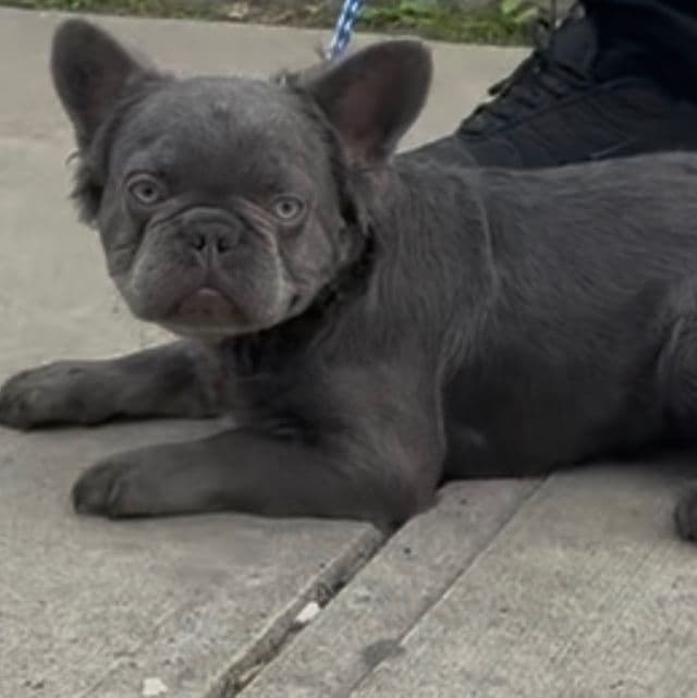 Floyd Fluffiweather - French Bulldog Male