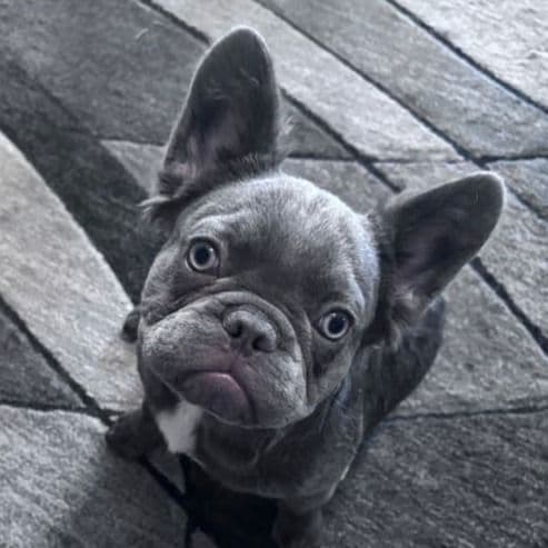 Lotto - French Bulldog Female