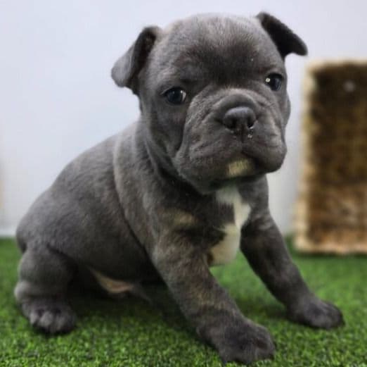 Joey - Frenchton Male