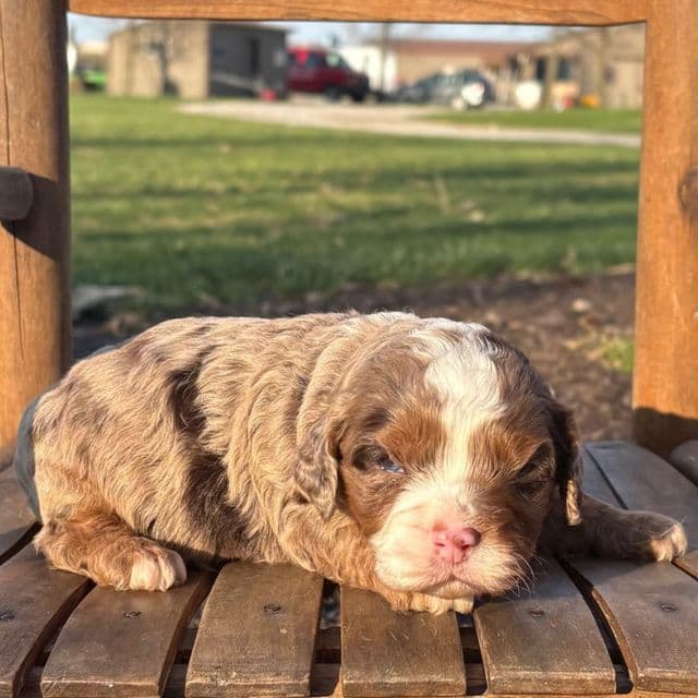 James - Cavapoo Male