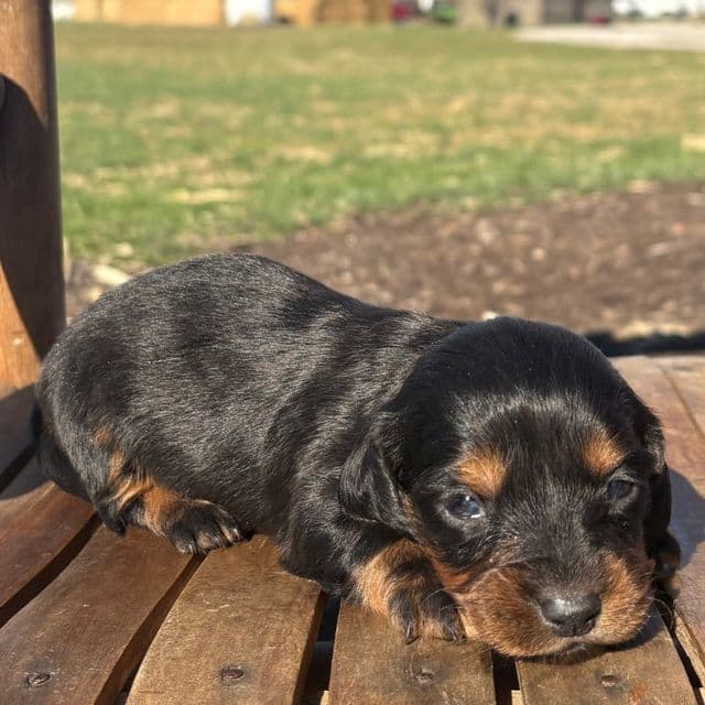 Freddy - Dachshund Male