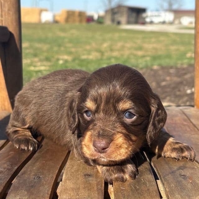 Culver - Dachshund Male