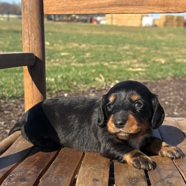 Sonic - Dachshund Male