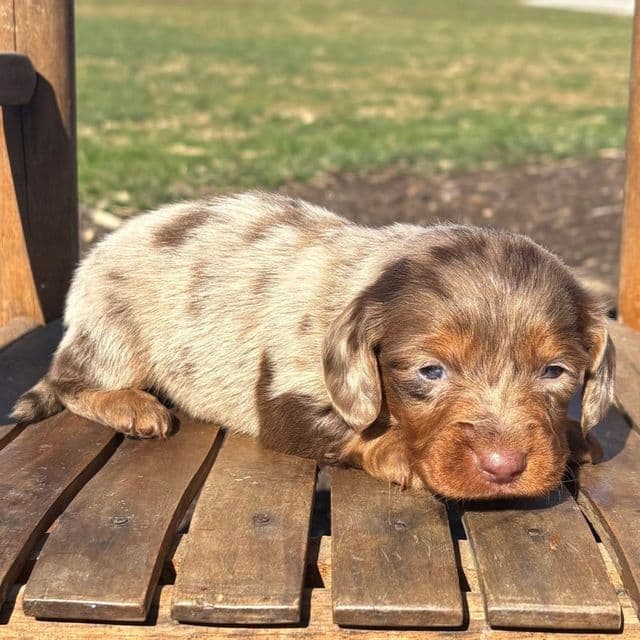 Donald - Dachshund Male