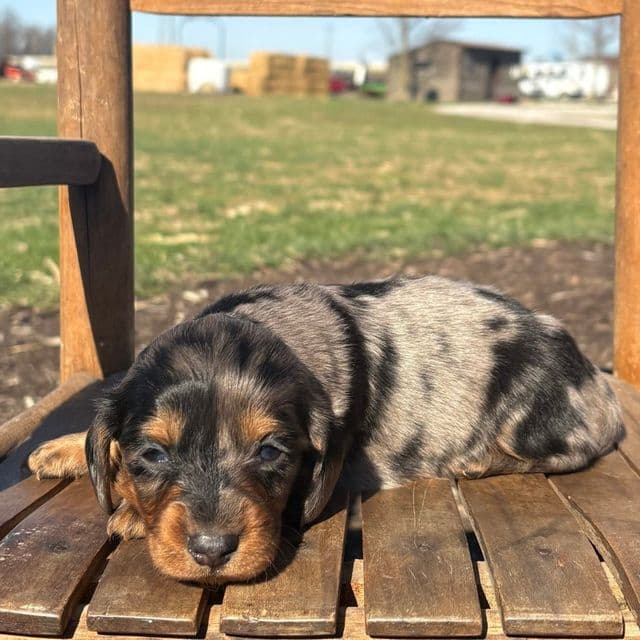 King - Dachshund Male