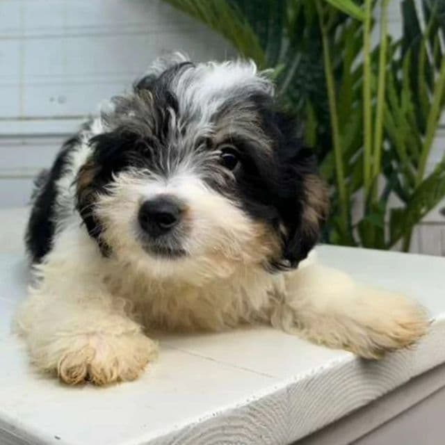 Colin - Bernedoodle Male