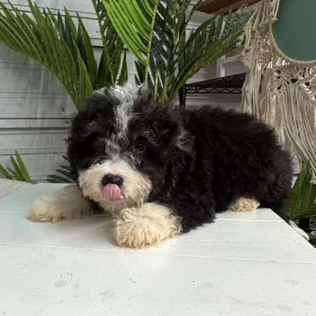 Stefan - Bernedoodle Male